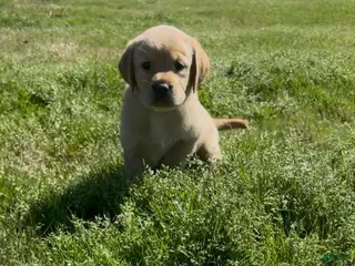 Labrador Retriever dogs for sale: Labrador Retriever Puppy 1 - Ad 2