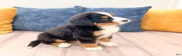 Bernese Mountain Dog dogs for sale: Skyler - Ad 8