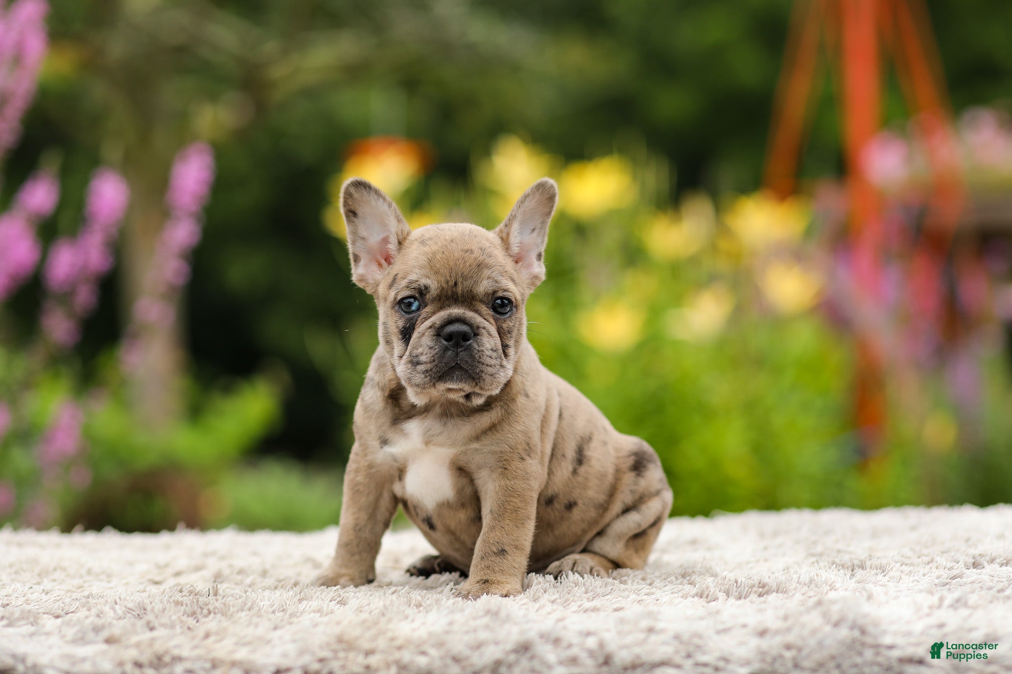 French Bulldog dogs Gretta - Ad 1