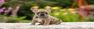 Gretta