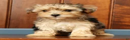 Yorkiepoo dogs for sale: Bella - Ad 9
