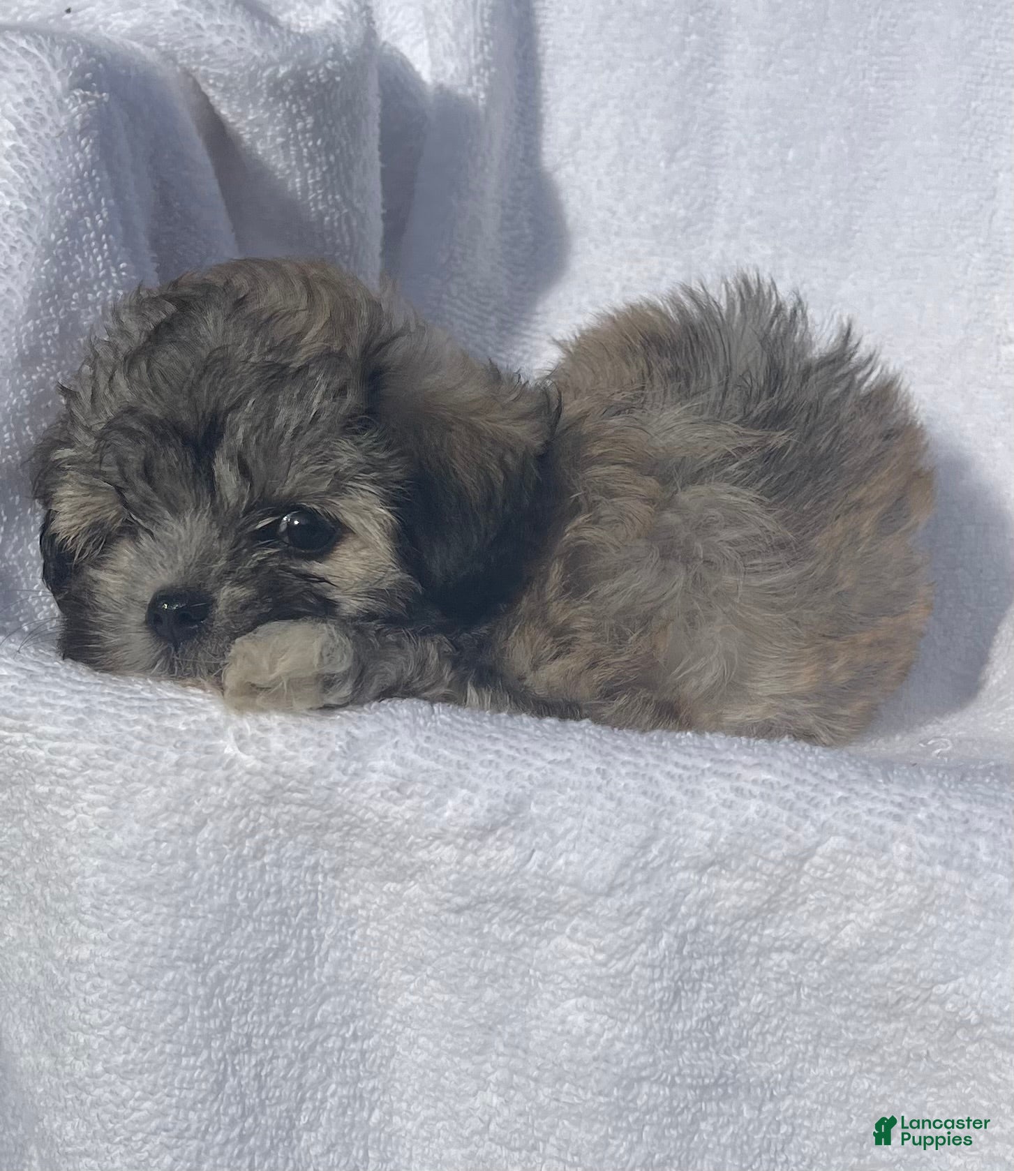 Malshi dogs Ginger - Ad 2