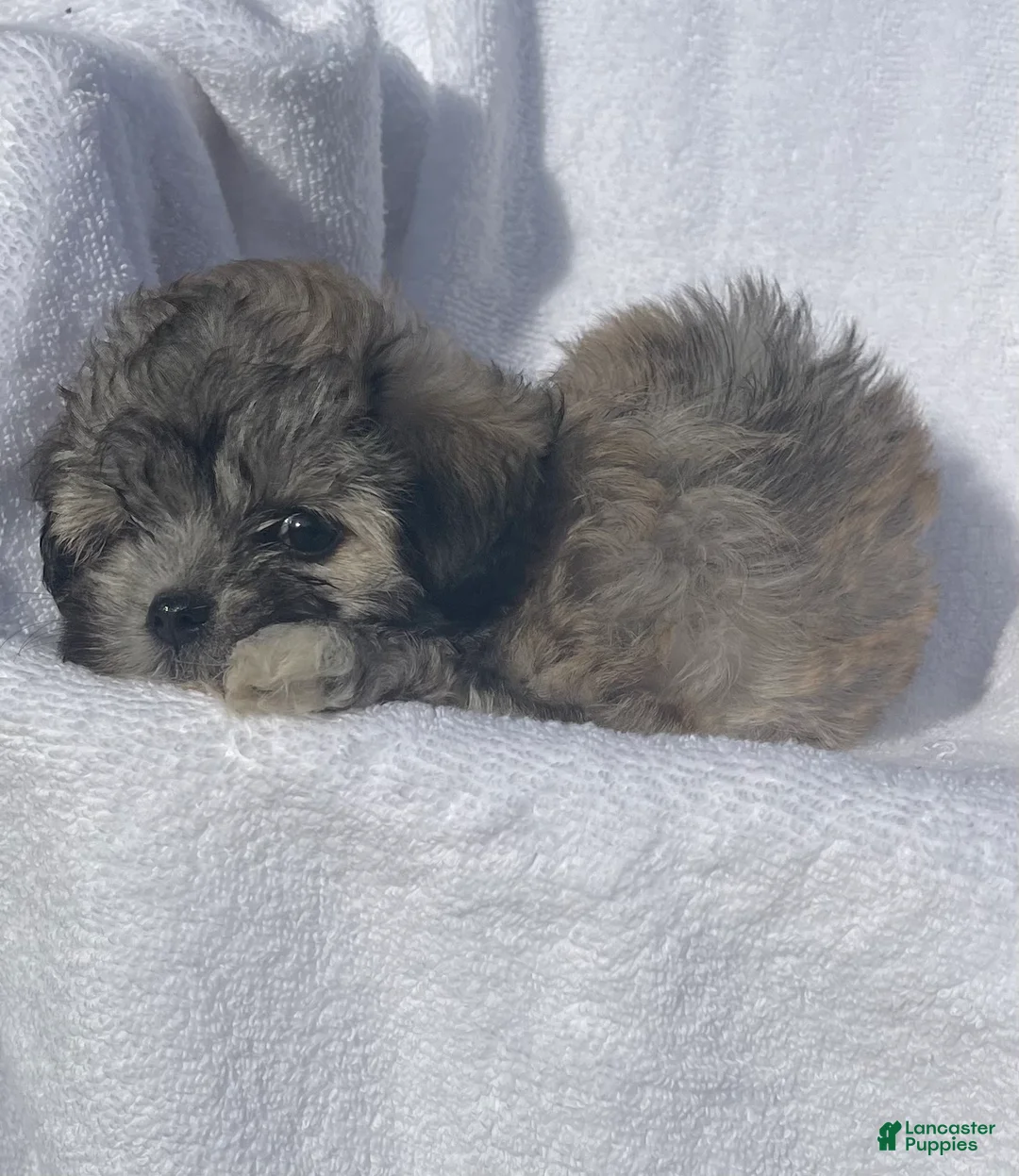 Malshi dogs for sale: Ginger - Ad 2