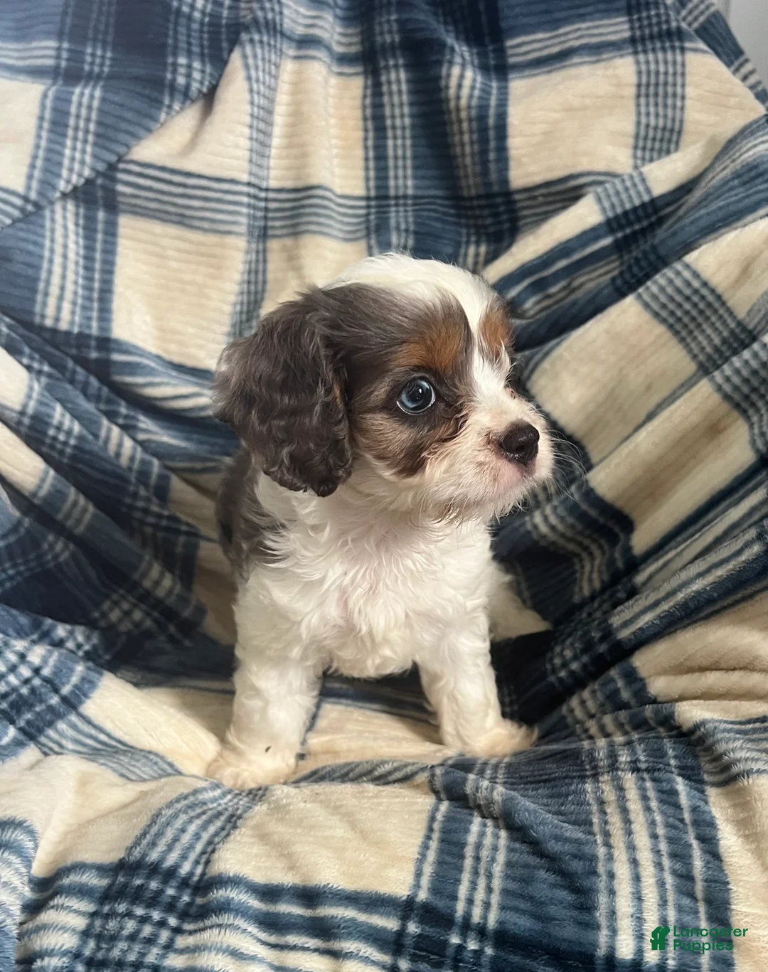 Cavapoo dogs for sale: Scotty Boy-Cavapoo  - Ad 12