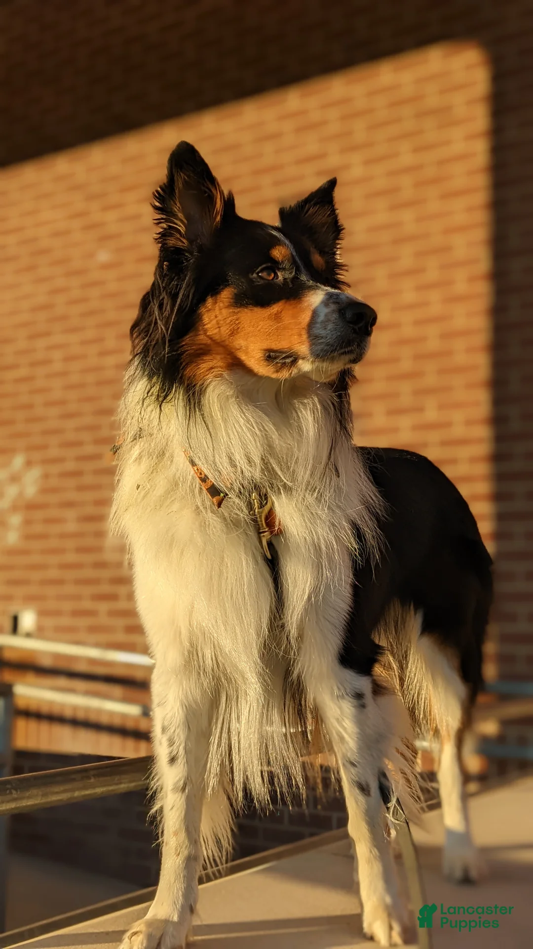 Mixed Breed dogs for sale: Ford - Ad 20