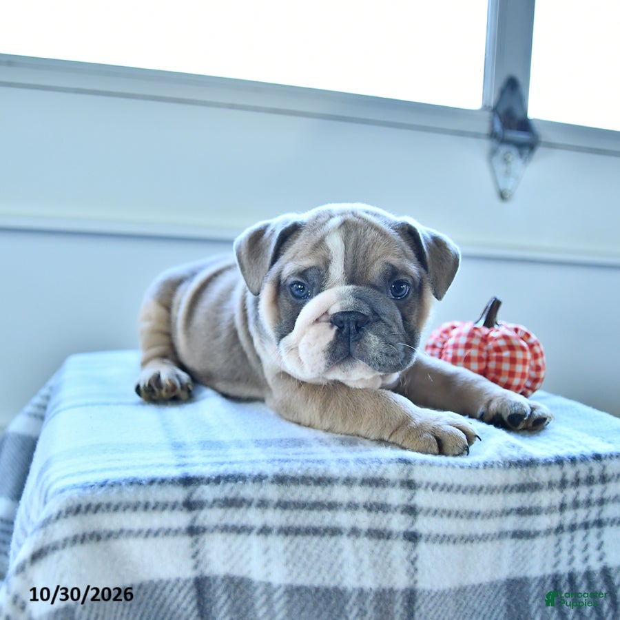 English Bulldog dogs for sale: Rambo - Ad 2