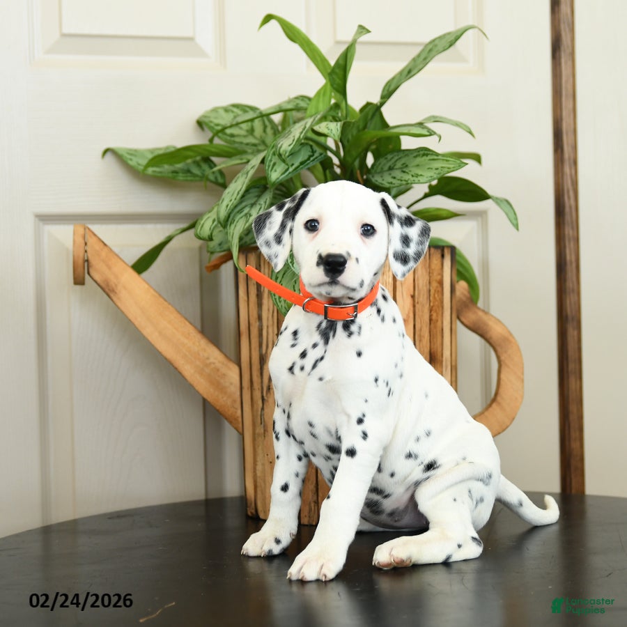 Dalmatian dogs Katie - Ad 1