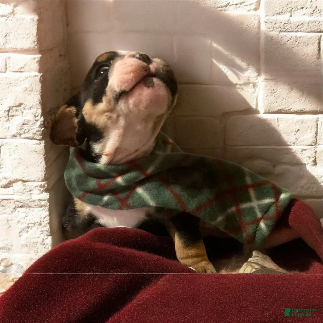 English Bulldog dogs for sale: Olaf - Ad 2