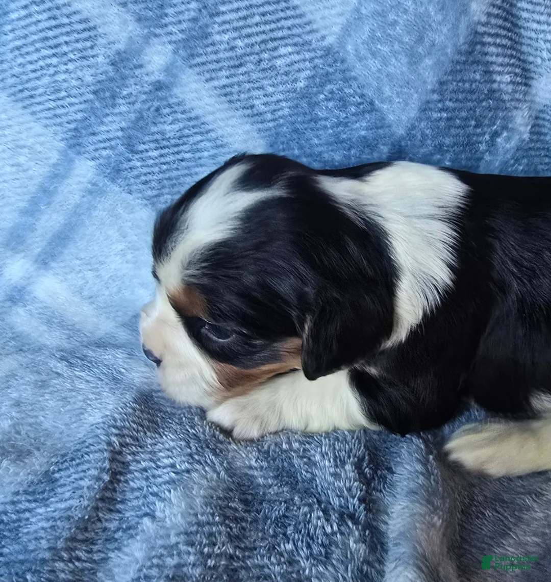 Cavalier King Charles Spaniel dogs for sale: Marigold - Ad 1