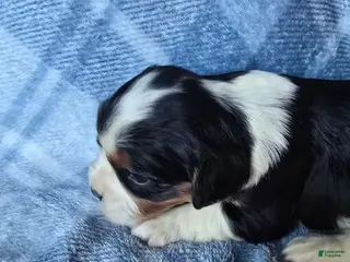 Cavalier King Charles Spaniel dogs for sale: Marigold Pending - Ad 3