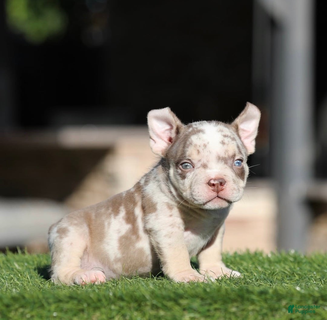 American Bully dogs for sale: American Bully Puppy 3 - Ad 1