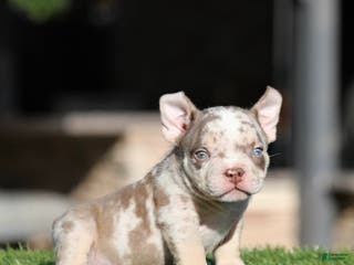 American Bully dogs American Bully Puppy 3 - Ad 7