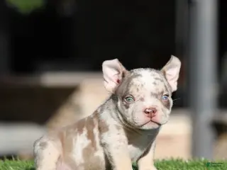 American Bully dogs American Bully Puppy 3 - Ad 10