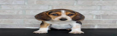 Biscuit