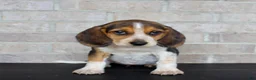 Beagle dogs for sale: Biscuit - Ad 1