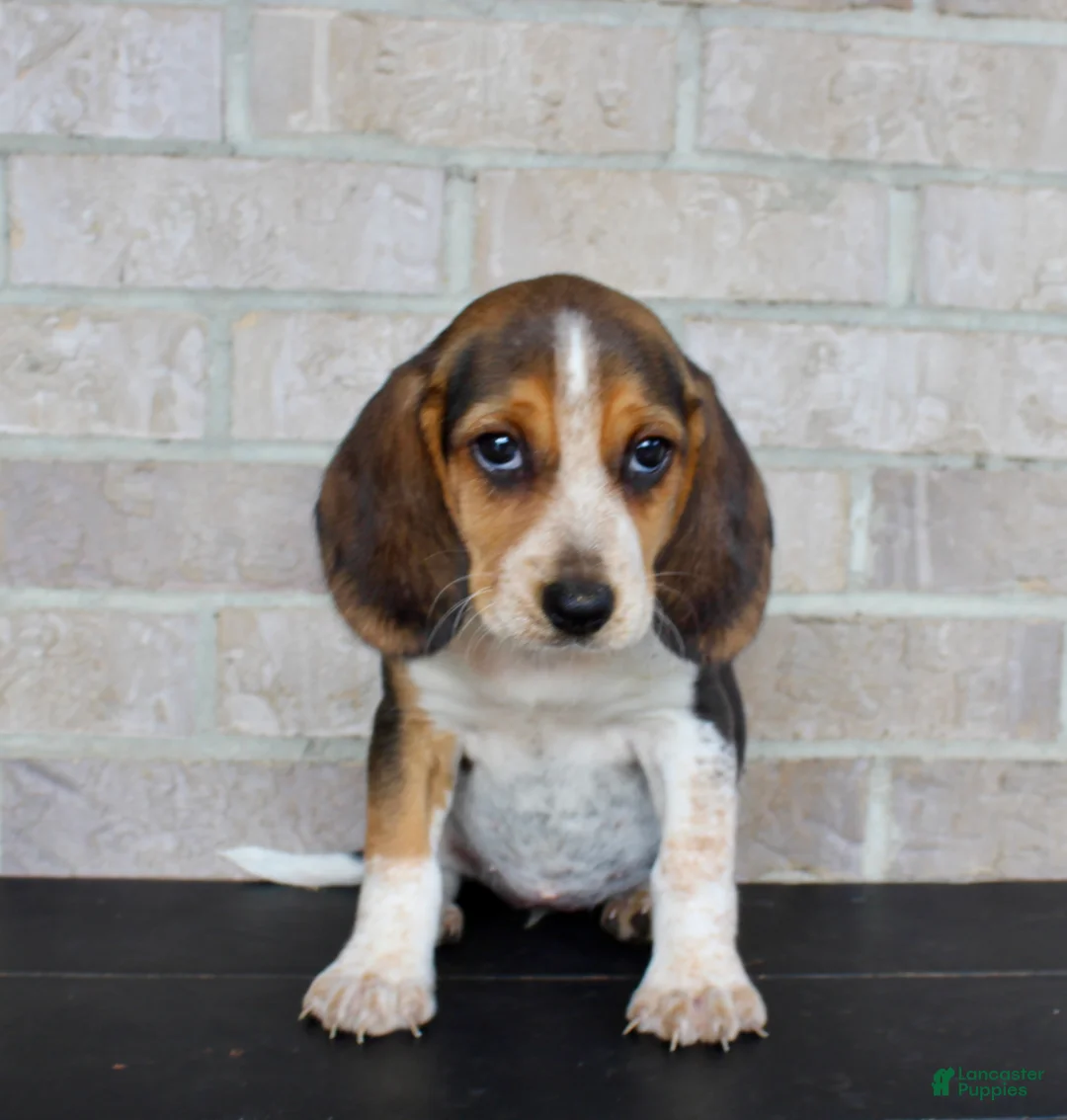 Beagle dogs for sale: Biscuit - Ad 1