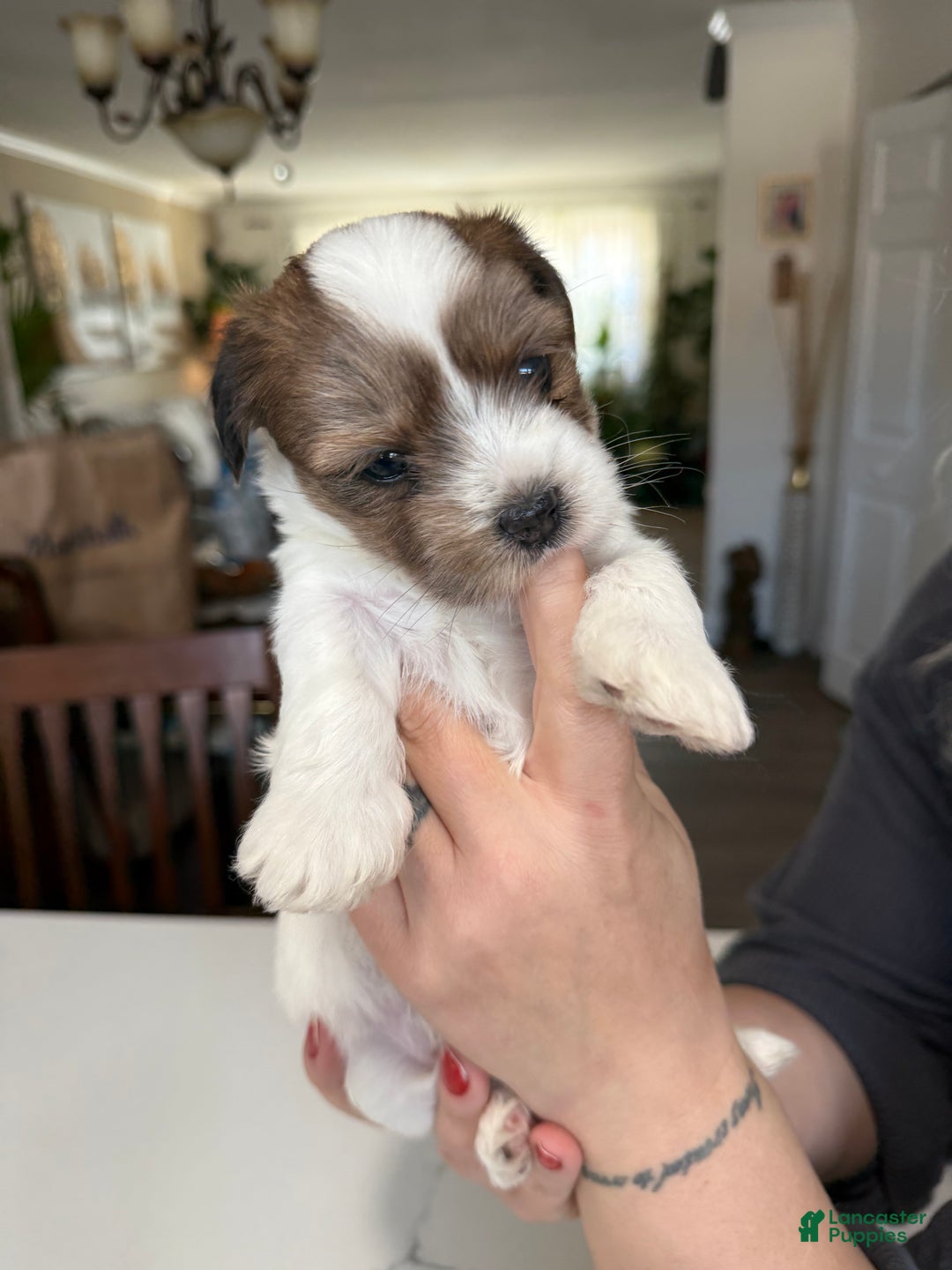 Shorkie dogs for sale: Shorkie Puppy 2 Elmo - Ad 4
