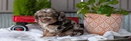 Cockapoo dogs for sale: Benji - Ad 6