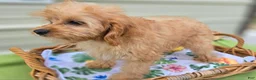 Cavapoo dogs for sale: Miles - Ad 17