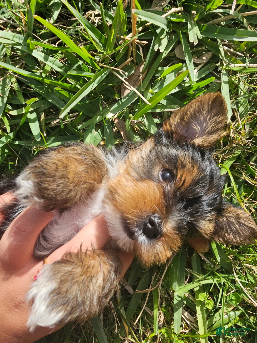 Yorkshire Terrier dogs for sale: Yorkshire Terrier Puppy Meet Douglas - Ad 2