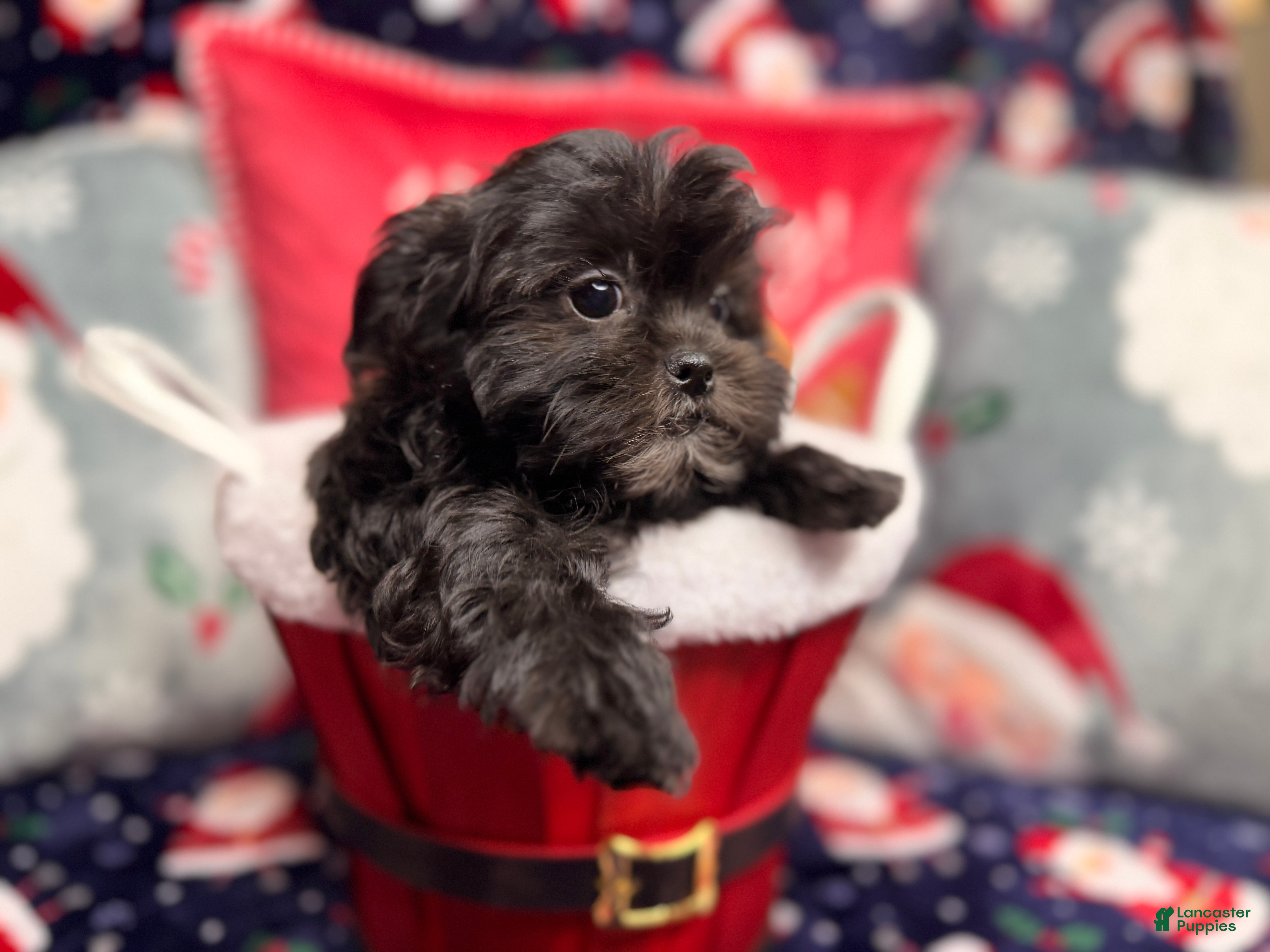 Malshi dogs Daiyu - Ad 2