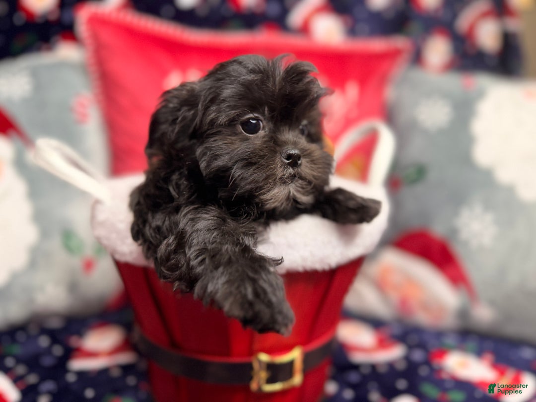 Malshi dogs for sale: Daiyu - Ad 1