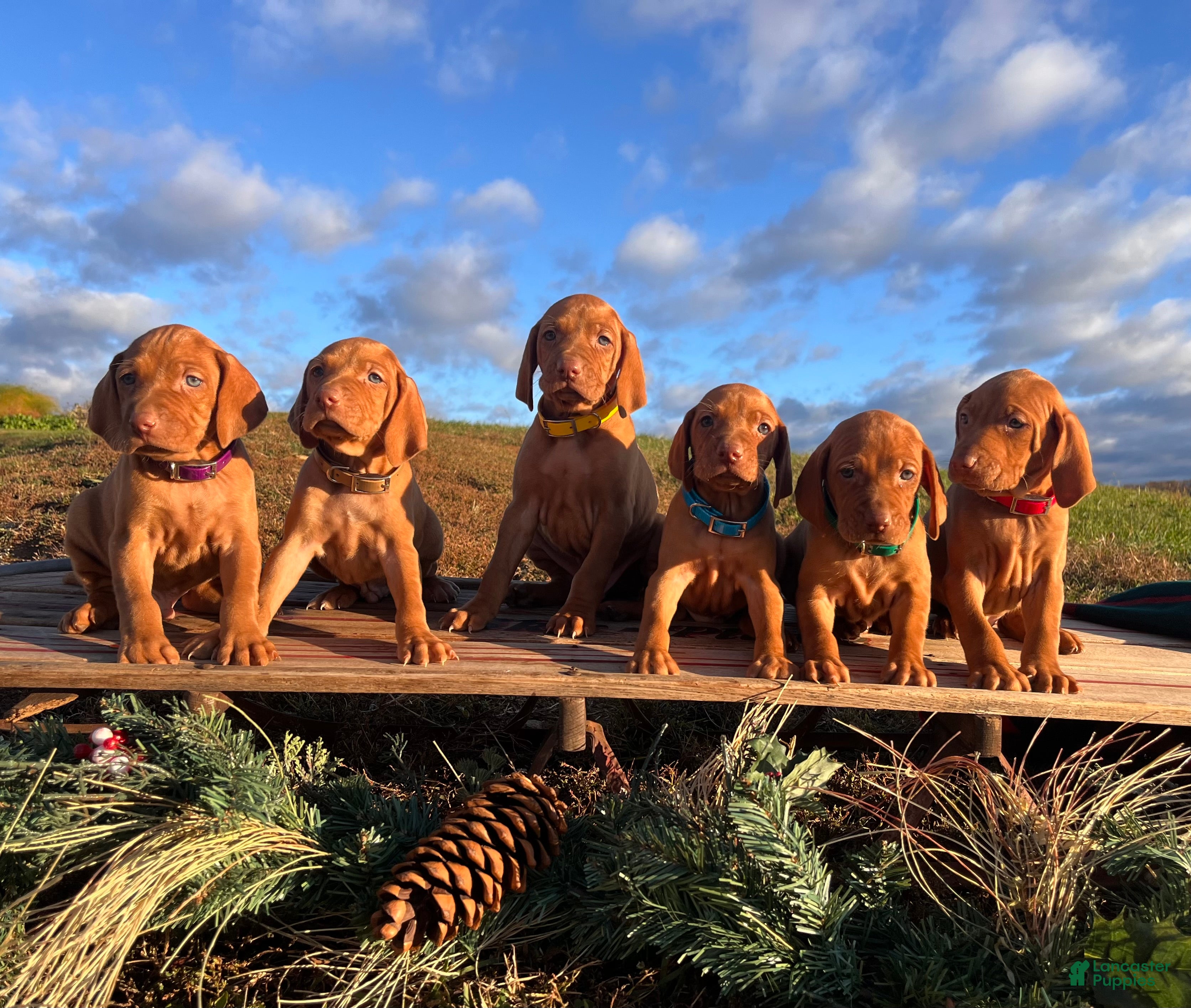 Vizsla dogs XMAS READY ❤️Sarge🎄Akc Registration🐾Call 717-405-2915 - Ad 16