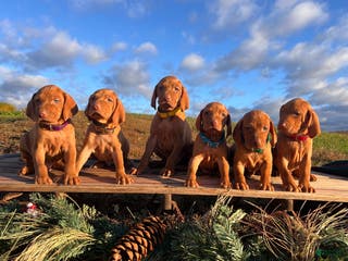 Vizsla dogs XMAS READY ❤️Sarge🎄Akc Registration🐾Call 717-405-2915 - Ad 21