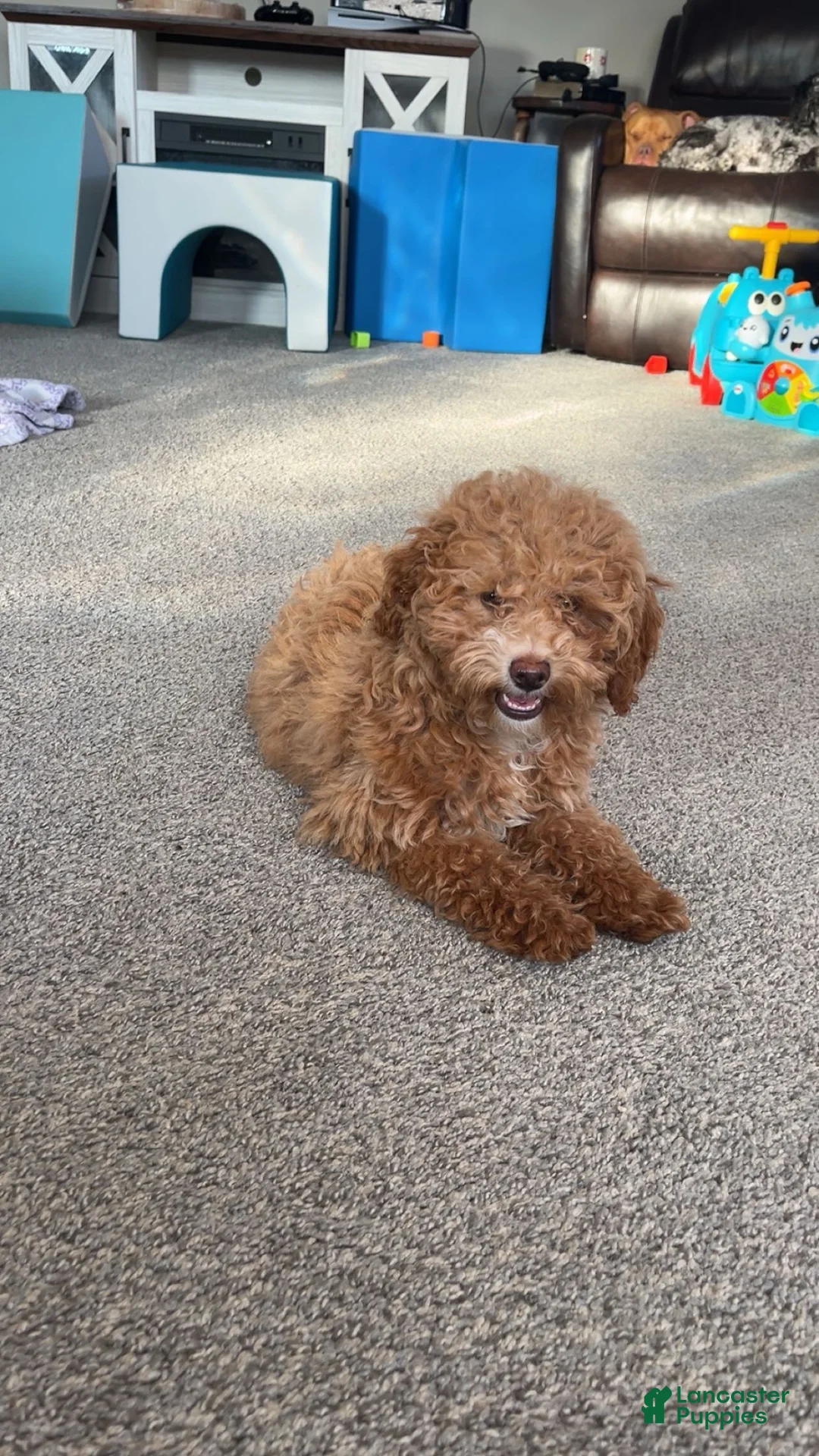 Miniature Poodle dogs for sale: Miniature Poodle 1 - Ad 6