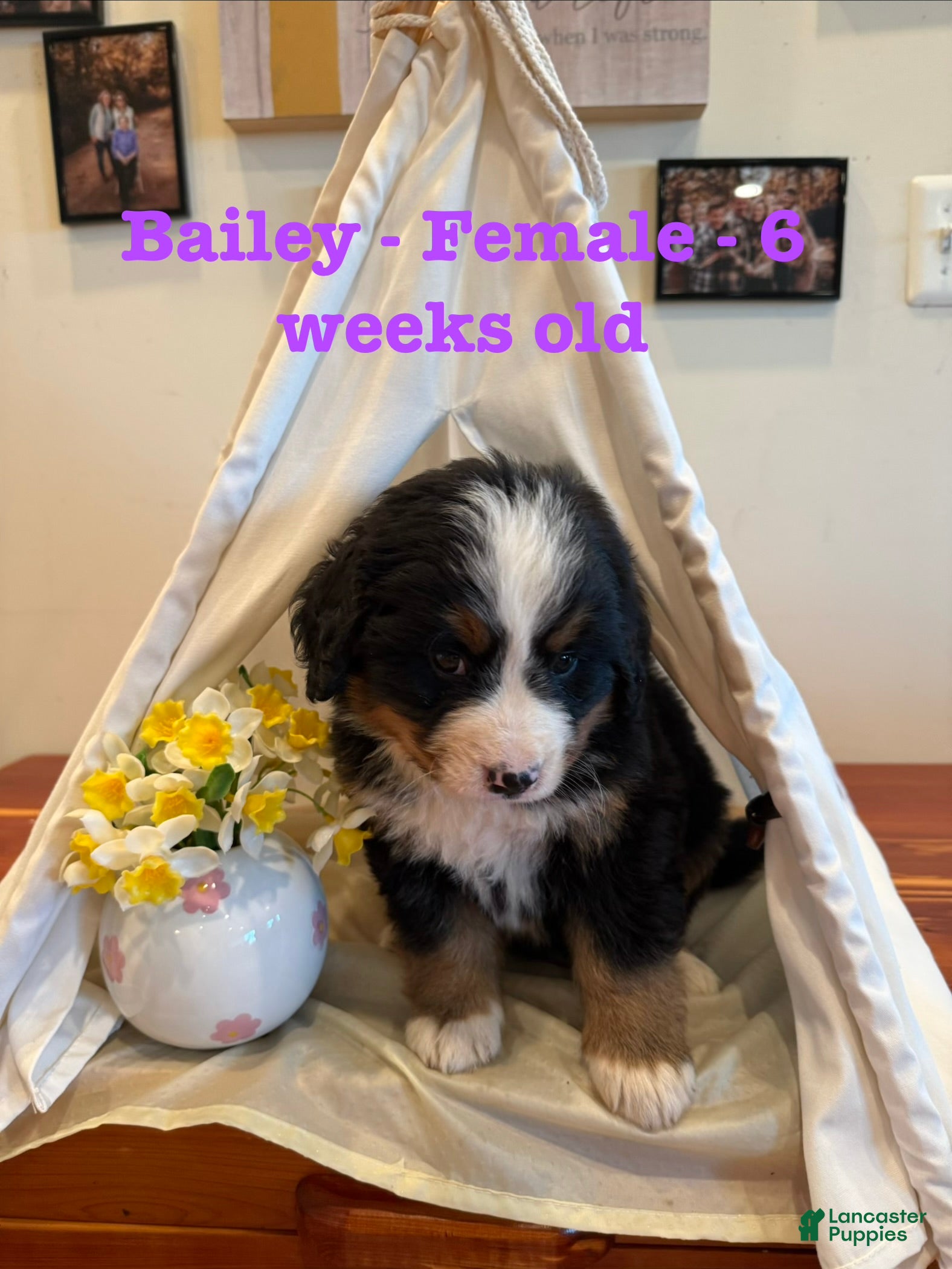 Bernese Mountain Dog dogs Bailey - Ad 5
