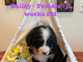Bernese Mountain Dog dogs Bailey - Ad 12