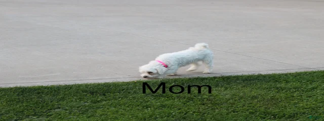 Polly AKC
