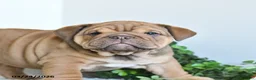 English Bulldog dogs for sale: Tiana - Ad 2