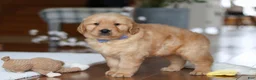 Golden Retriever dogs for sale: Lucas - Ad 4
