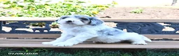 Mini Bernedoodle dogs for sale: Lightning - Ad 3