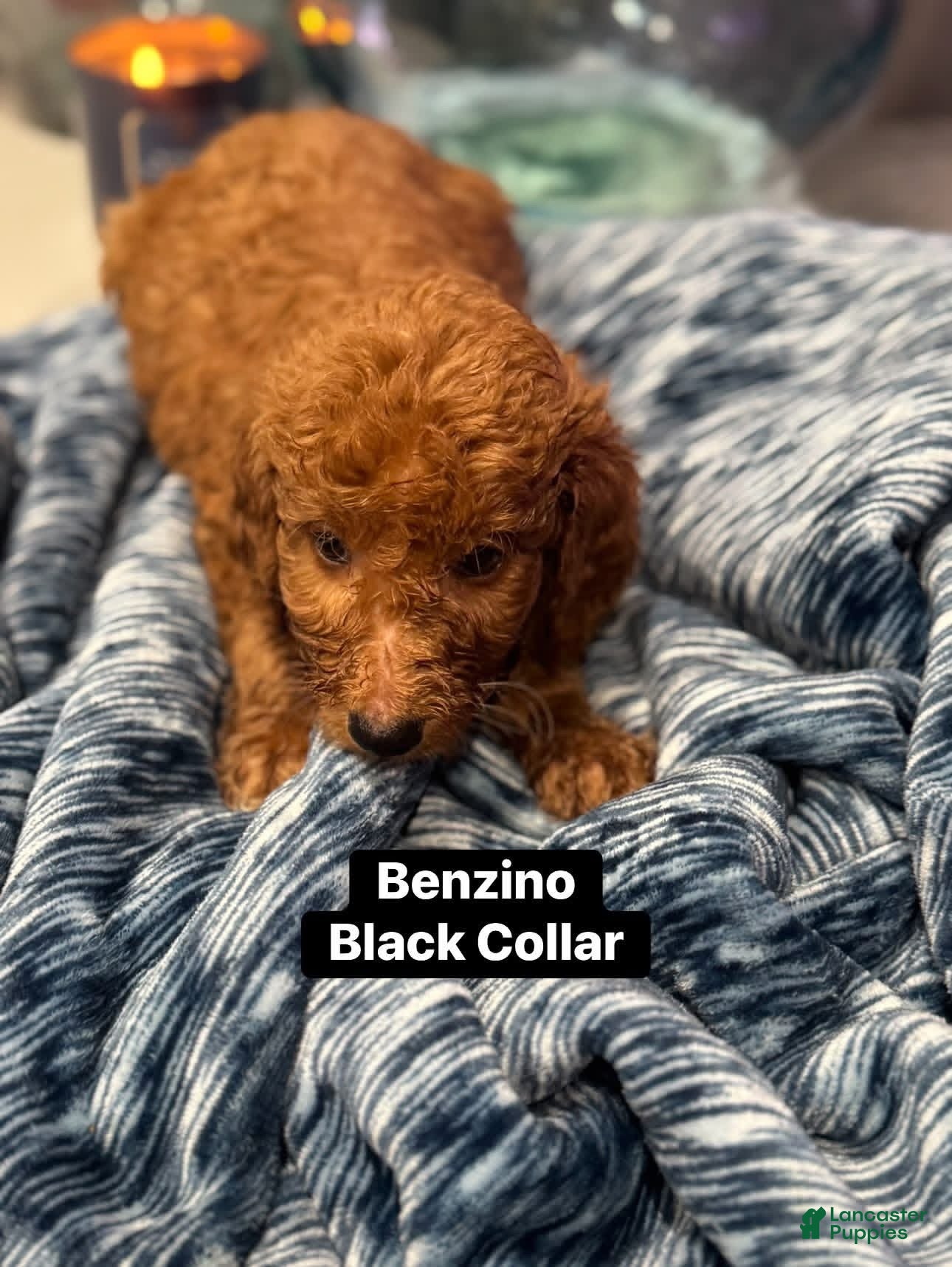 Standard Poodle dogs Benzino black collar - Ad 1