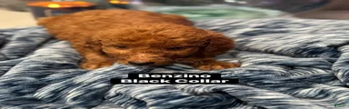 Benzino black collar
