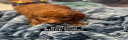 Standard Poodle dogs for sale: Benzino black collar - Ad 1