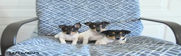 Toy Fox Terrier dogs for sale: Blake - Ad 3