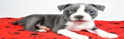 Boston Terrier dogs for sale: Callie - Ad 7