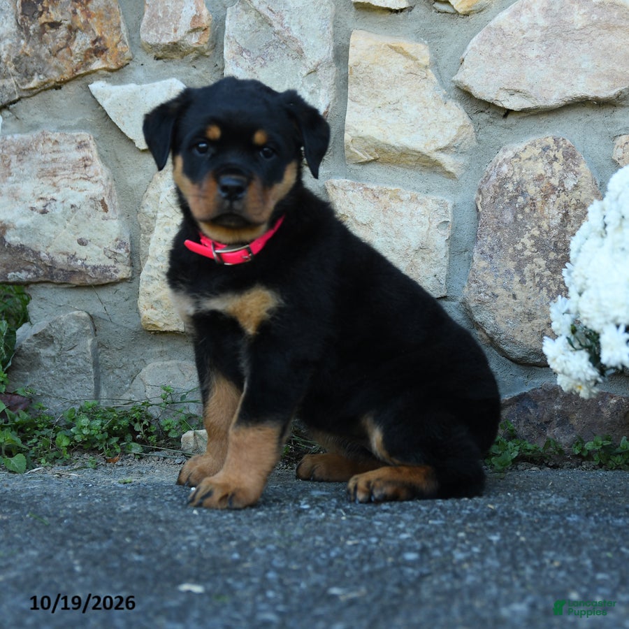 Rottweiler dogs for sale: Evie - Ad 2