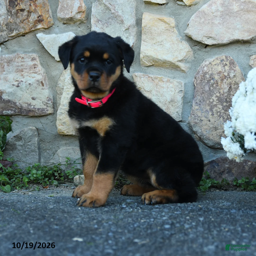 Rottweiler dogs for sale: Evie - Ad 2