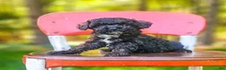 Mini Bernedoodle dogs for sale: Oreo - Ad 1