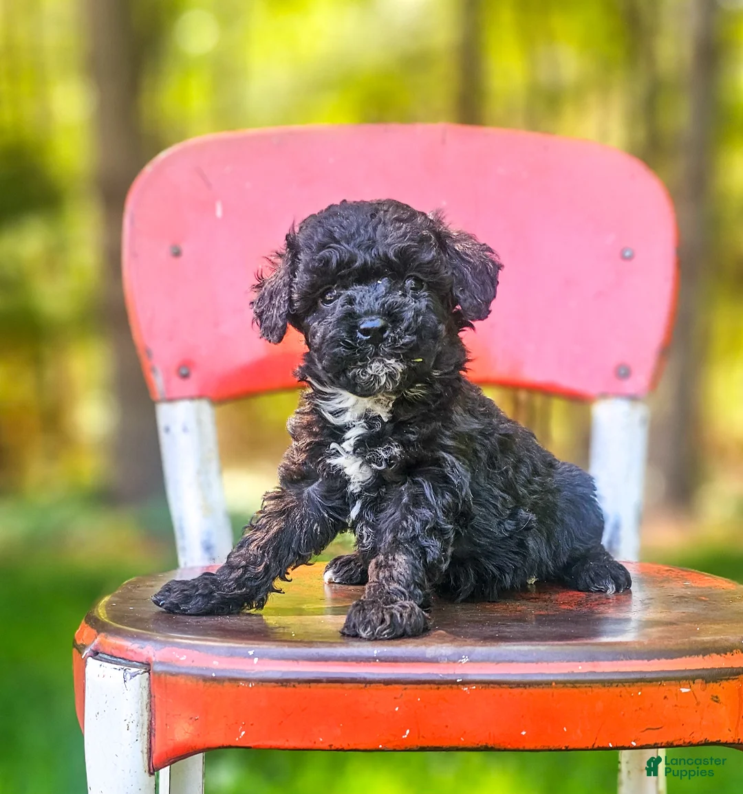 Mini Bernedoodle dogs for sale: Oreo - Ad 1