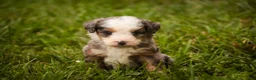 Mini Bernedoodle dogs for sale: Harvest F1 Mini Bernedoodle  - Ad 3