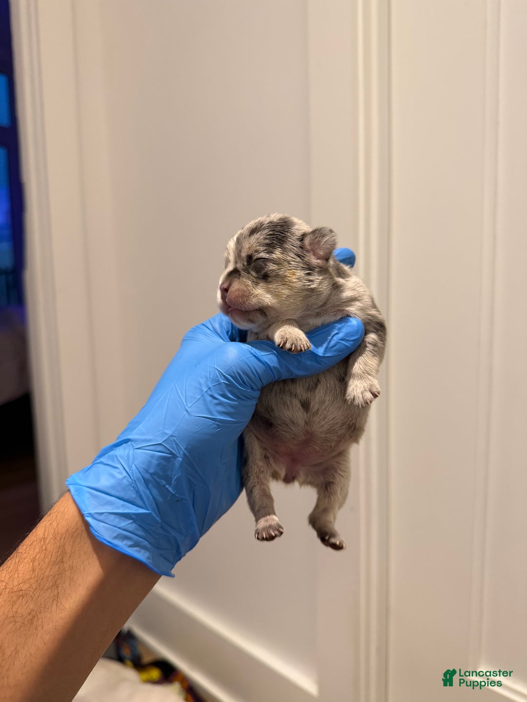 French Bulldog dogs for sale: Pepper  - Ad 3