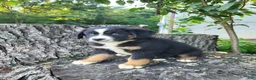 Mixed Breed dogs for sale: Teddy - Ad 3