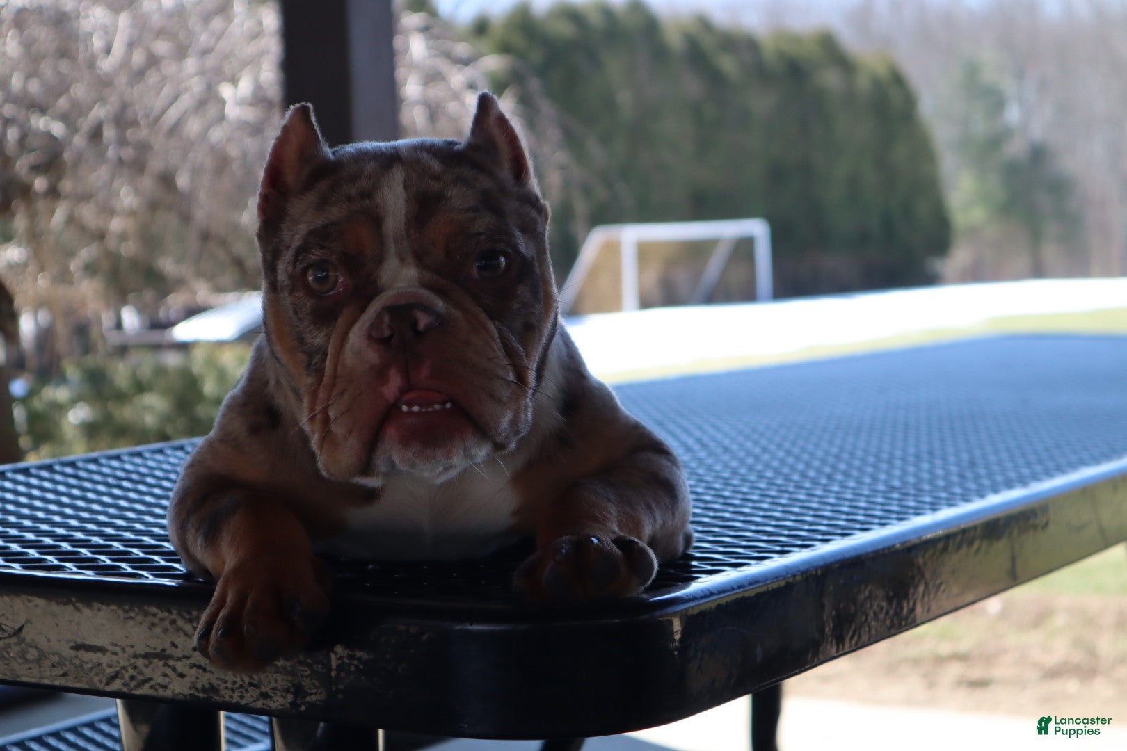 American Bully dogs Scarlet - Ad 41