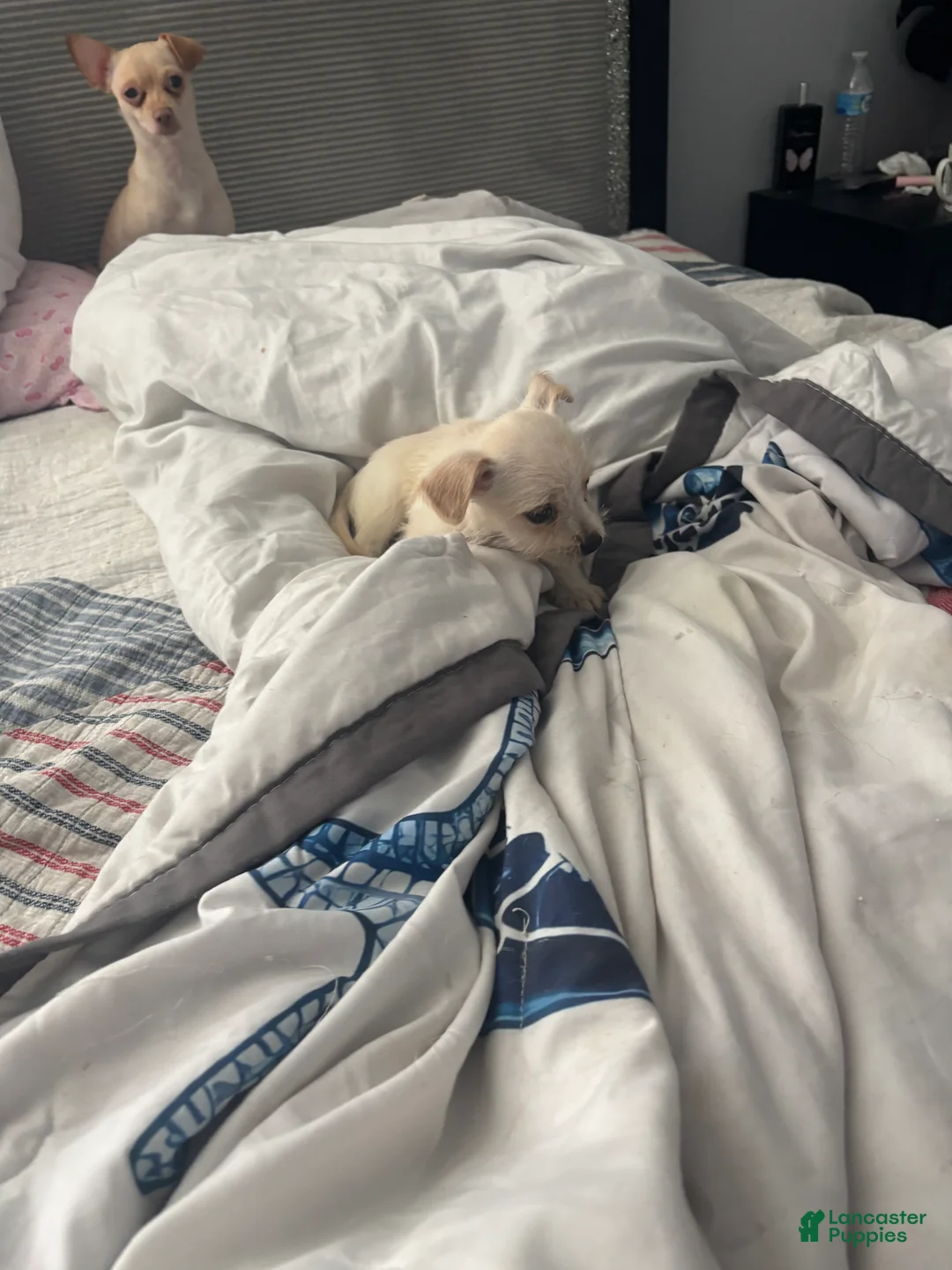 Chihuahua dogs for sale: Chihuahua 1 - Ad 3