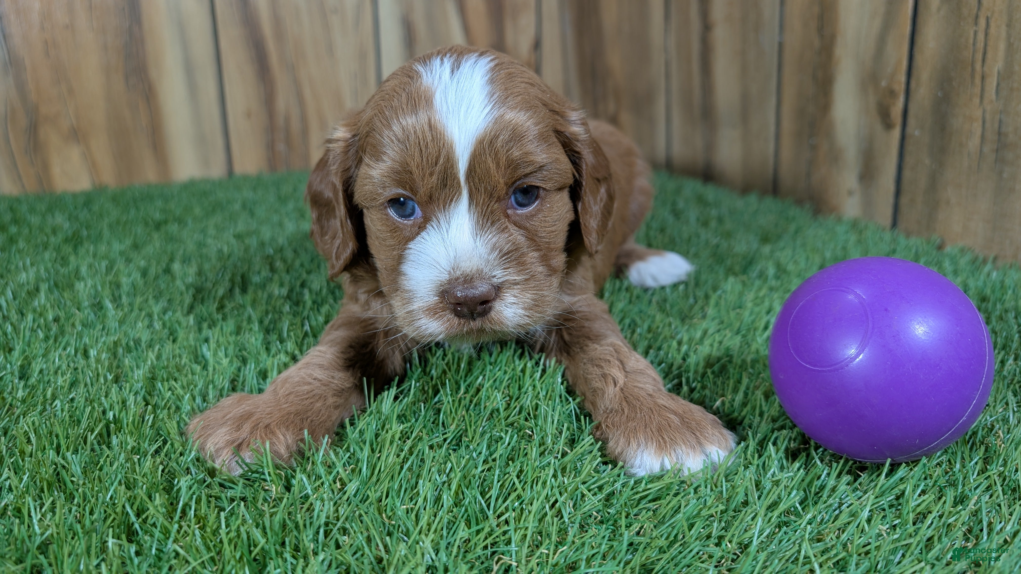 Cavapoo dogs for sale: Lizzy Girl 3 - Ad 17